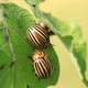 Colorado Beetles - VideoHive Item for Sale