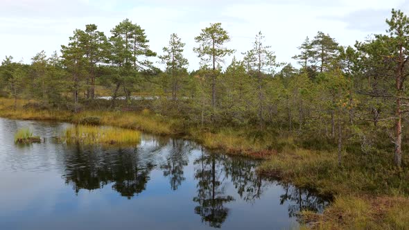 Panoramic View of Bog Swamp Land in Sunny Autumn Day