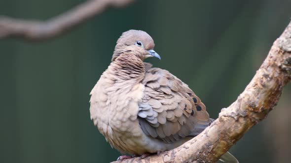 Close up of a chubby eared dove preening its feathers while standing on a branch