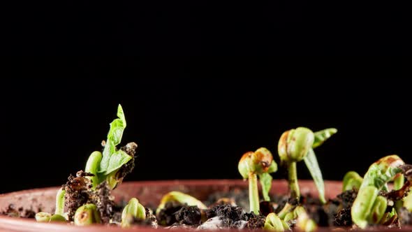 Mung beans germination on black background