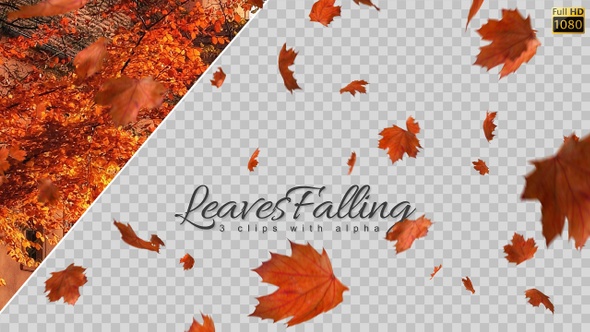 Leaves Falling