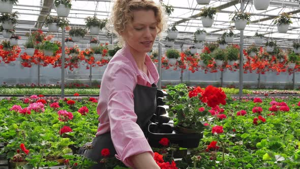 Blond Curly Woman Florist Grows Flowers in Pots