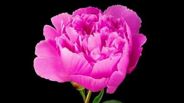 Time Lapse of Opening Beautiful Pink Peony Flowers