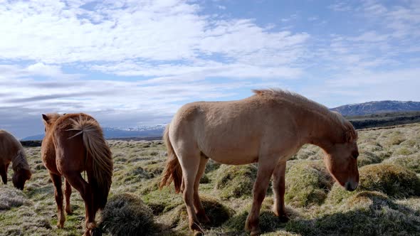 Closeup View of Icelandic Horses Standing on Grassy Field