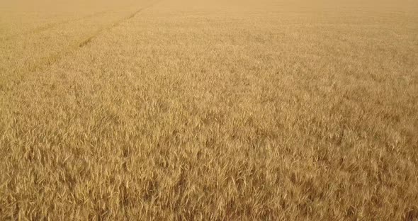 Flying Over A Yellow Field Of Wheat On A Hot Day