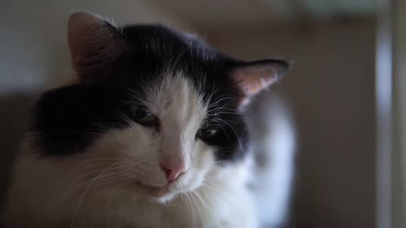 Domestic Cat Looks at the Camera in Close-up. Black and White Wool Color