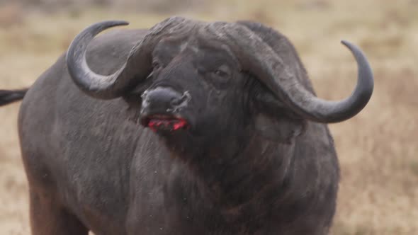 Cinematic and savage shot of buffalo wounded after fighting with blood in the mouth. Epic wild big f