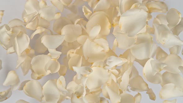 Super Slow Motion Shot of Flying White Rose Petals Towards Camera on White Background at 1000 Fps