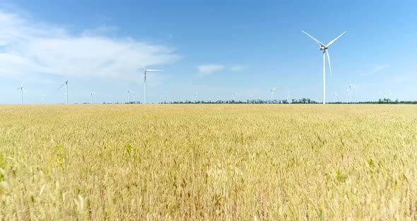 Group of windmills for electric power production in the yellow field of wheat. Aerial view.