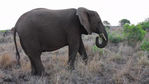 An African Bush Elephant uses trunk to bring grass to it's mouth