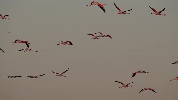Greater Flamingos, Phoenicopterus roseus,Pont De Gau,Camargue, France