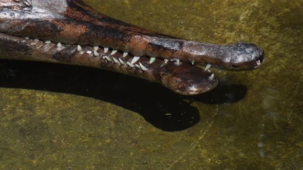 Mouth of False Gharial or Tomistoma