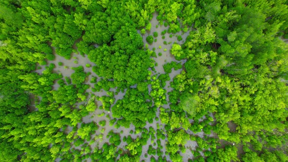Aerial view Top view of Mangroves forest. An ecosystem in the thailand.