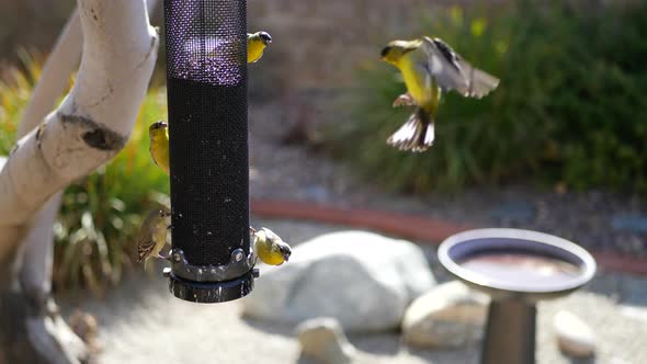 A group of many colorful California Goldfinch birds with yellow feathers flying and eating seeds on