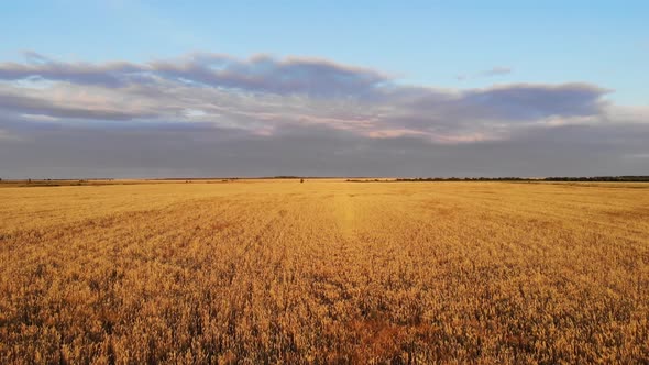 Aerial Drone Low Flight Above Ripe Yellow Wheat Field with Cloudy Blue Sky in the Background