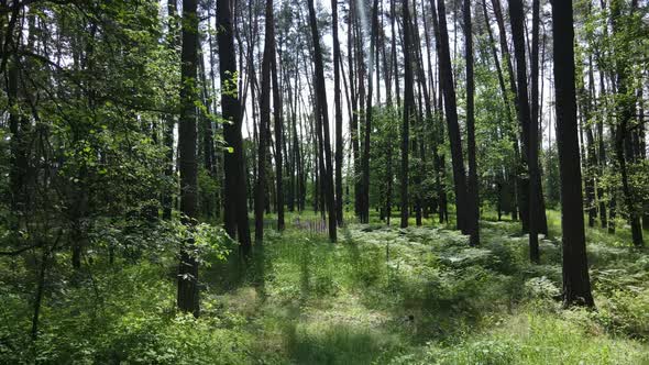 Trees in the Forest By Summer Day