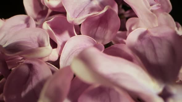 Pink Lilac Flowers Spring Bouquet Aromatic Blossom on Black