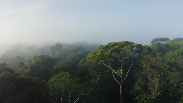 Aerial Drone View of Costa Rica Rainforest Canopy, Large Tree in Treetops in Beautiful Misty Tropica