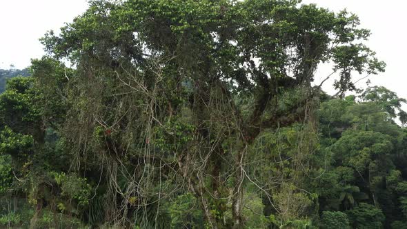 Slowly flying away from the tree crown a tropical tree with many vines an bromelias in the crown