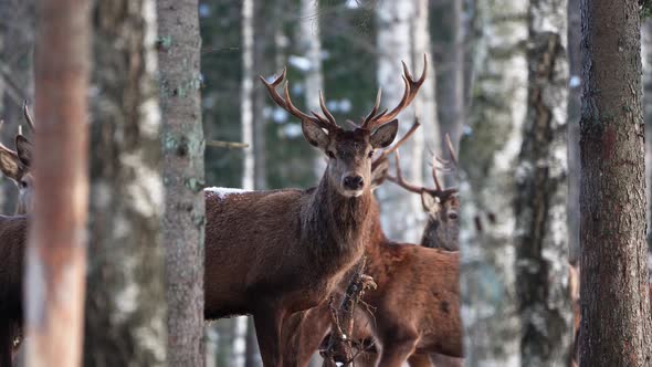 Red Deer in Winter Forest