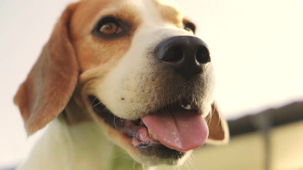 Beagle Dog Snout Closeup