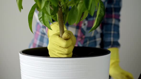 Woman Hands in Yellow Gloves Transplanting Plant