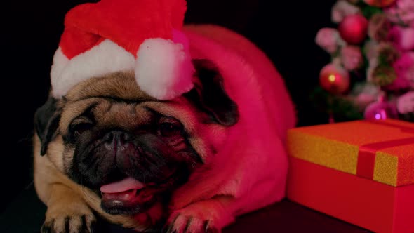 Pug Dog in a Hat Like Santa Claus