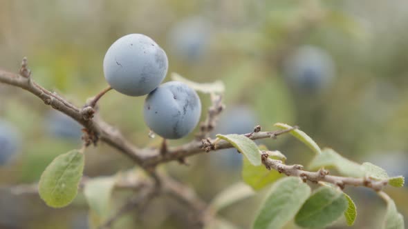 Tiny blue berries of Prunus spinosa 4K 2160p 30fps UltraHD footage - Fruit blackthorn sloe food back