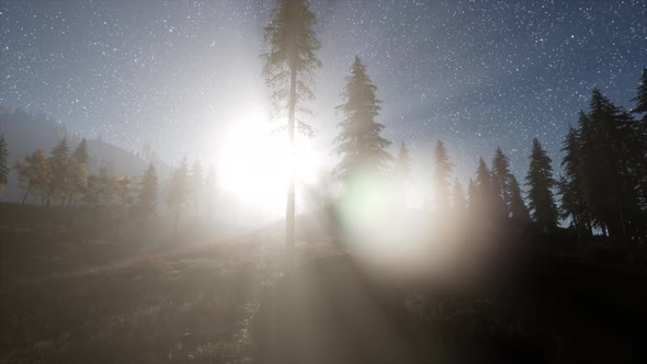 Milky Way Stars with Moonlight Above Pine Trees Forest alt