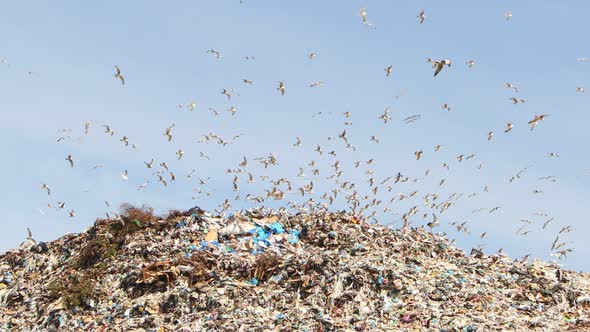 Birds Fly Over the City Dump