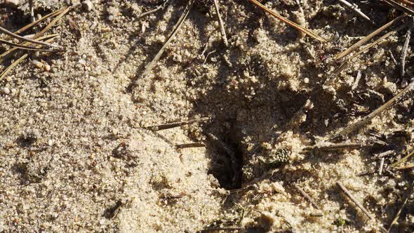 Black Ants Walk on the Sand Around Their Anthill