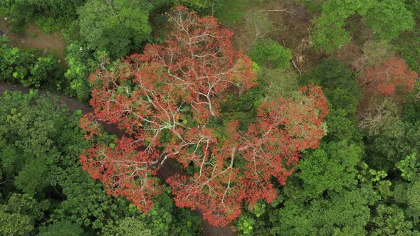 Drone shot slowly flying upwards showing the tree crown of a Ceibo that is covered in red flowers