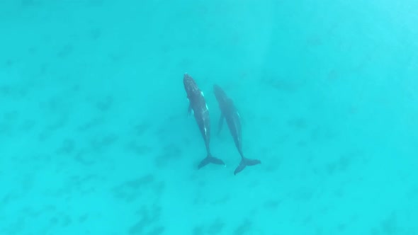 Aerial drone footage of humpback whales swimming in unison through the turquoise waters of Cape Natu