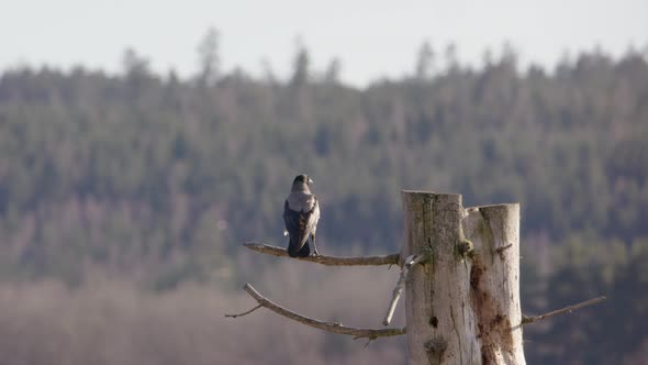 Hooded crow leaving its perch on a tree trunk in Sweden, scenic shot