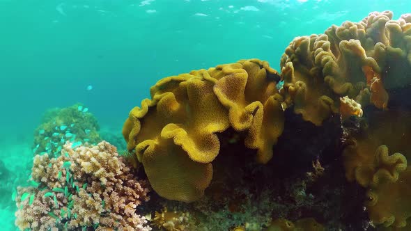 Coral Reef and Tropical Fish. Bohol, Philippines.