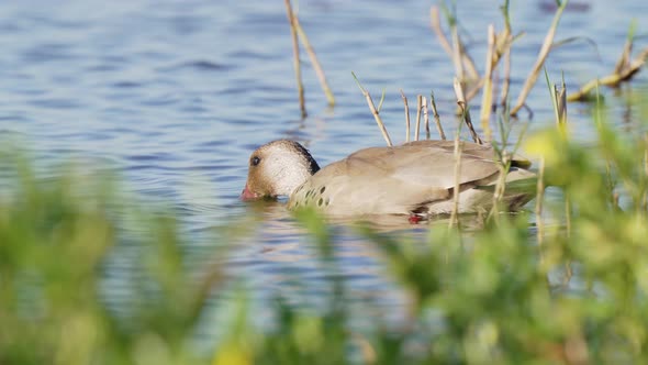 Dabbling duck, male brazilian teal, amazonetta brasiliensis with red beak, feed by dipping its head