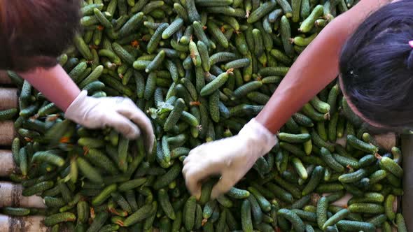 Selection of Cucumbers for Pickling