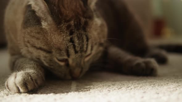 Cat Lying on Floor Closeup Scottish Fold Portrait