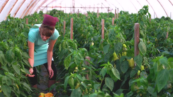 Female Worker Harvesting Yellow Bell Peppers