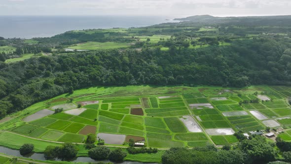 Aerial Top Down of Natural Irrigation on Green Agriculture Fields in Haena Kauai