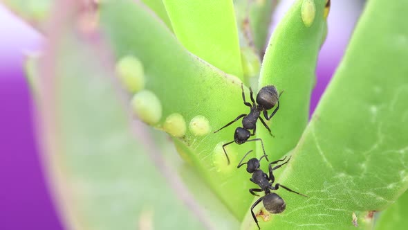 Closeup of a black ant feeding from a cochineal on a leaf. Daylight, macro shot. Approximately 1:2 r