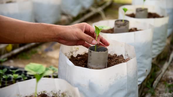 The man hold the sapling for plant