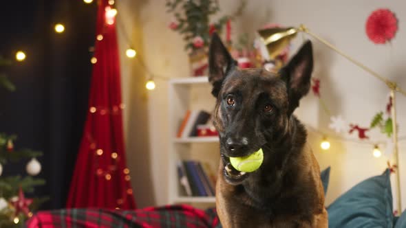 Malinois Bard Sitting on Sofa in Living Room