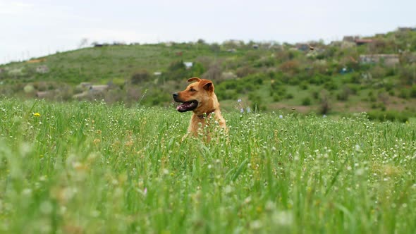 A beautiful dog sits in a field in the grass. A dog posing in a flower field of spring flowers