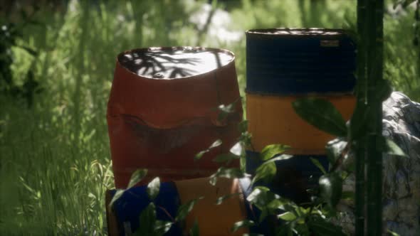 Rusty Barrels in Green Forest alt