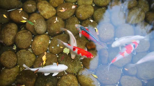 Koi Carp Wite and Multicolored Swimming in the Artificial Pond