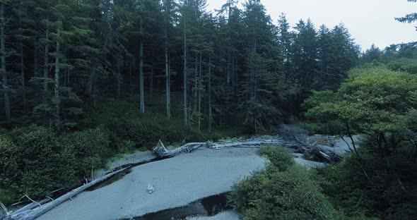 Mixed forest on a cliff in the blue ocean at Ruby Beach, Olympic National Park, Washington, USA