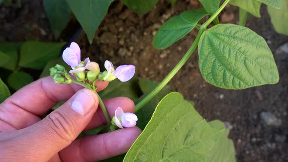 Bean Plant Blooming In The Garden And Starting Fruit Formation