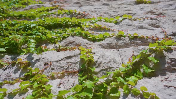 Twisted Green Plants Spread on Ruined Ancient Wall Rocks