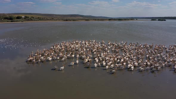 Pelican Colony at Besalma Lake in Moldova